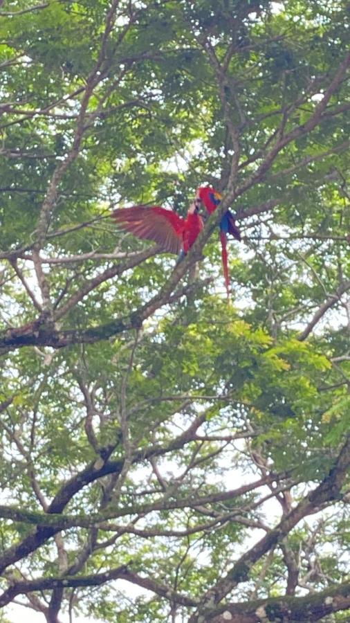 Las Plumas De Cabuya Cabuya  Dış mekan fotoğraf